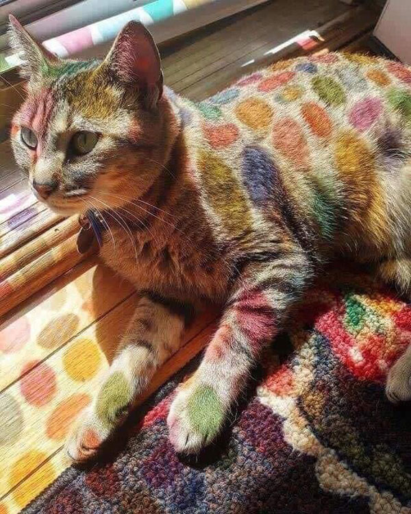 stained glass cat