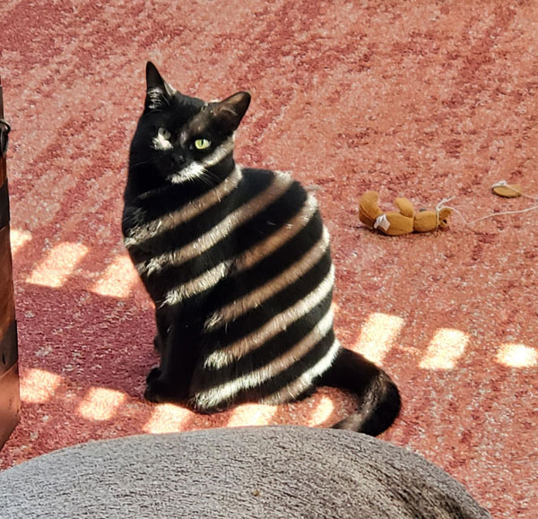 sun striped cat