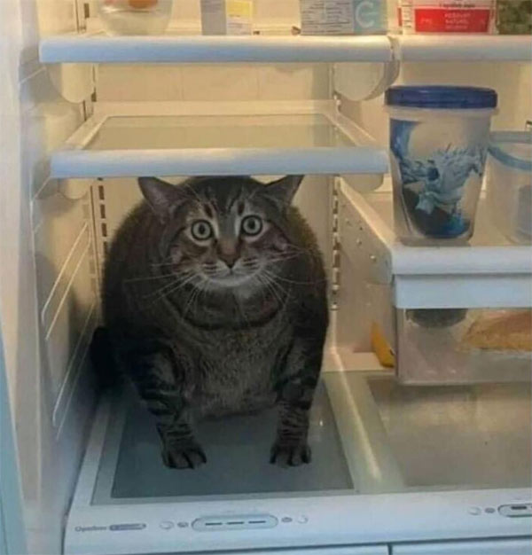 surprised cat in fridge