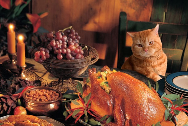 thanksgiving  cat
