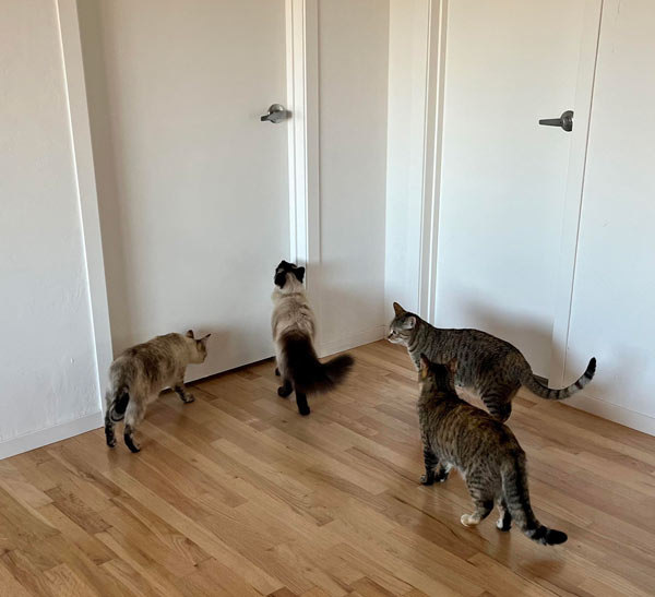 cats in front of door