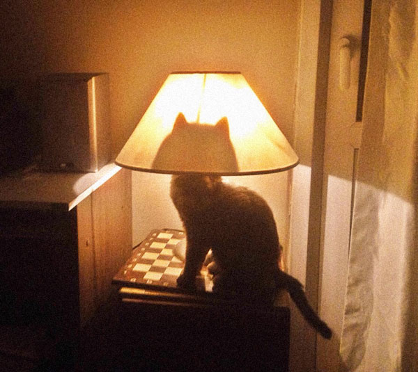 cat-signal cat