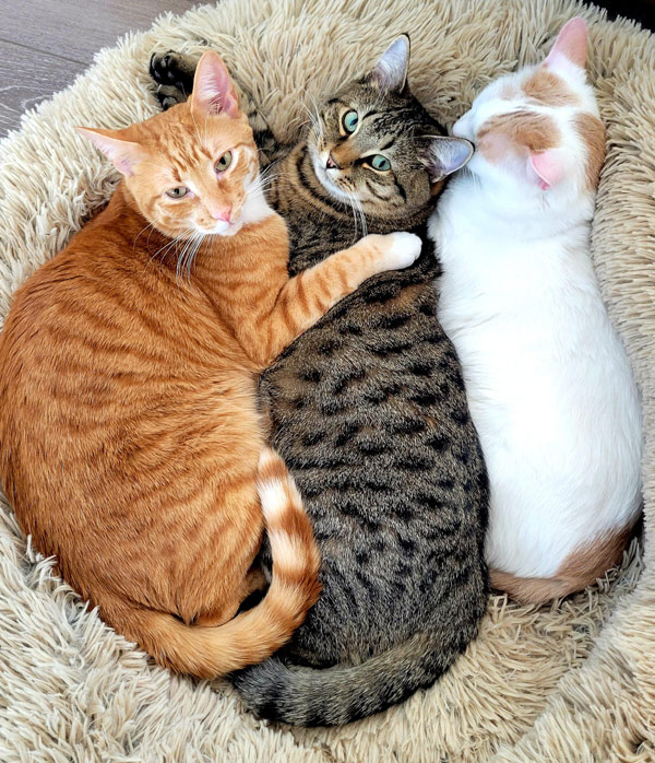 three cats cuddling