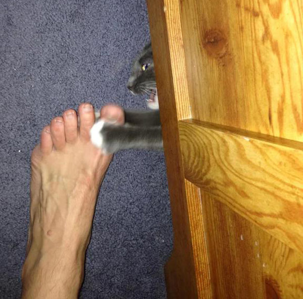 cat attacks toe