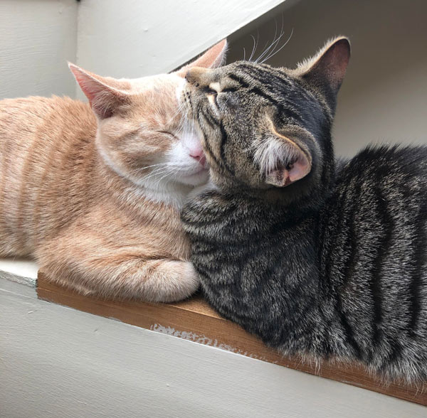 two cats glued together