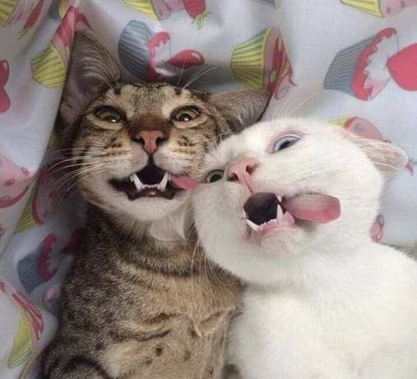 two crazy cats