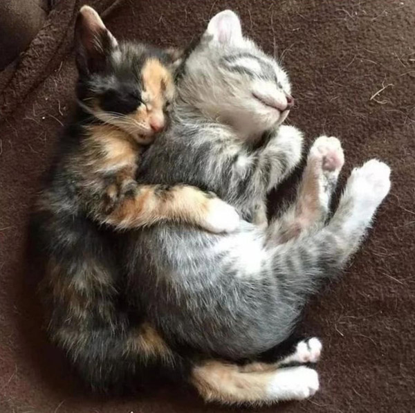 two kittens spooning