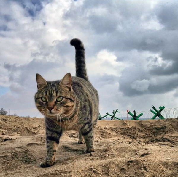 ukraine beach cat