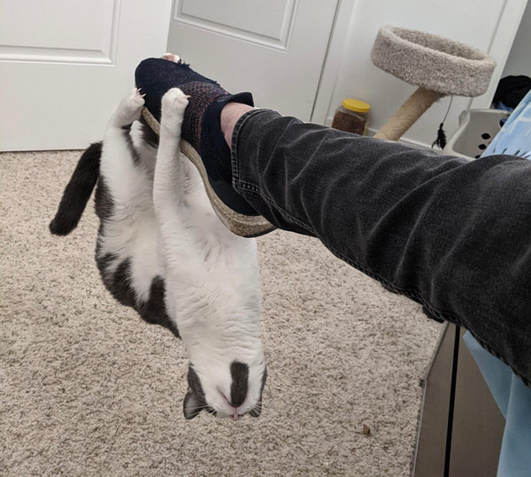 cat hanging upside-down