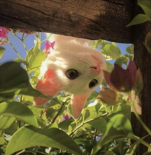upside down white kitten
