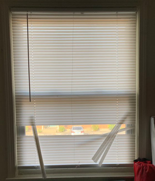 trashed window blinds cat