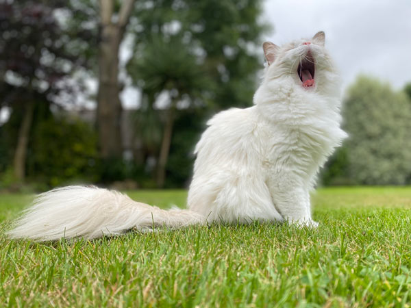 yawning white cat