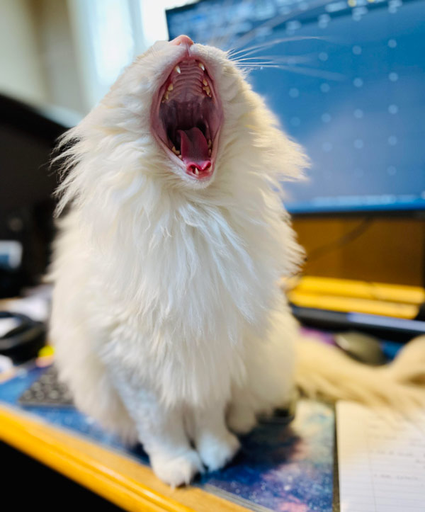 white cat yelling