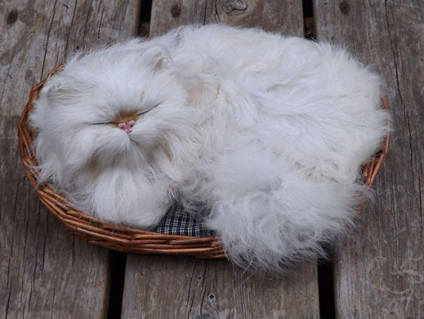 white fluffy cat in basket