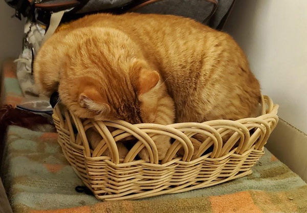 yellow cat asleep in basket