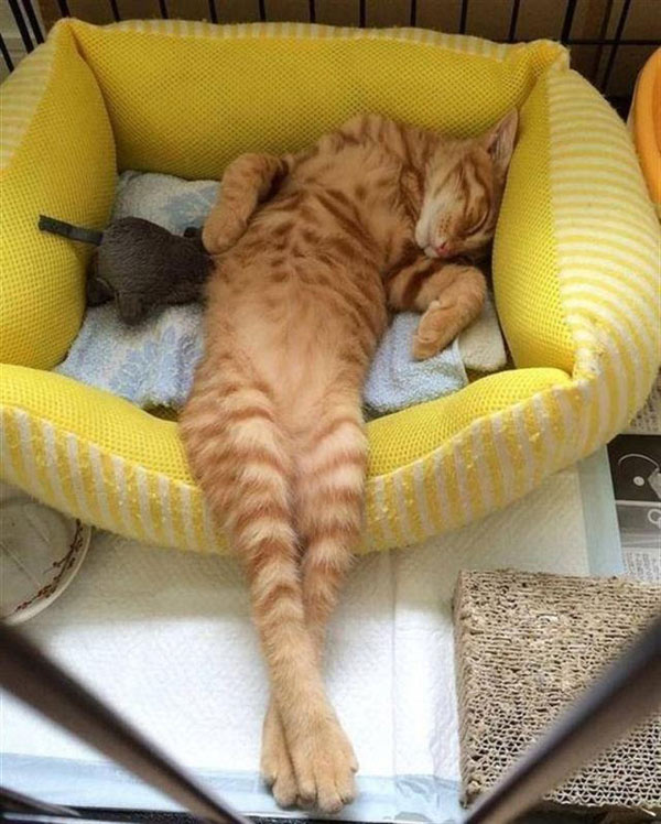 sleeping yellow cat