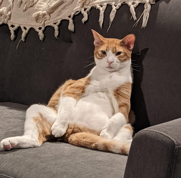 fat relaxed  cat