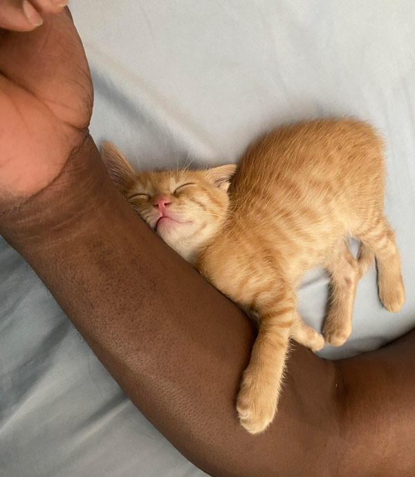yellow kitten asleep on arm cat