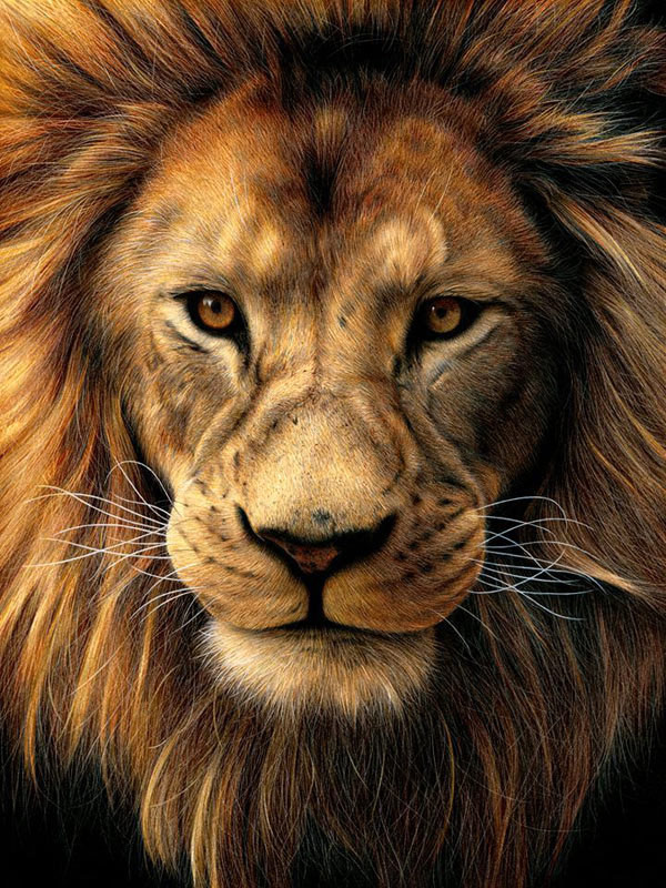 big lion head art