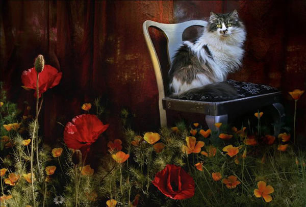 cat and roses art