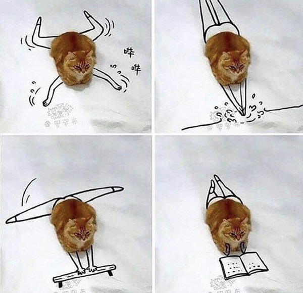 cat photo manipulation art
