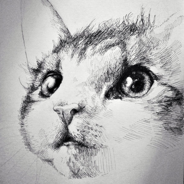 pen and ink  cat art