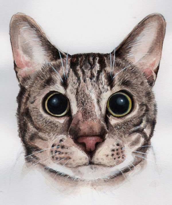 surprised face cat art