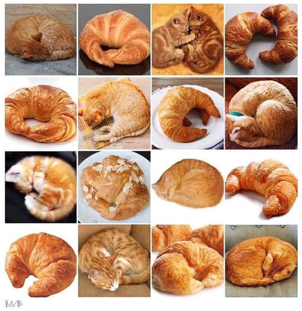 cats as croissants