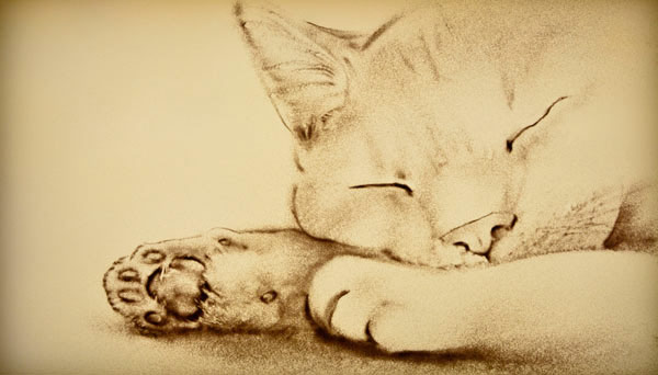 sand cat art