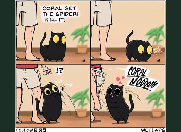 cat versus spider comic