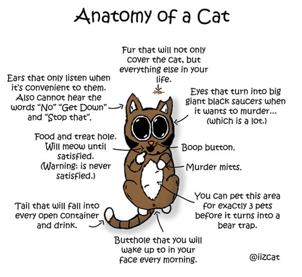 anatomy of a  cat comic