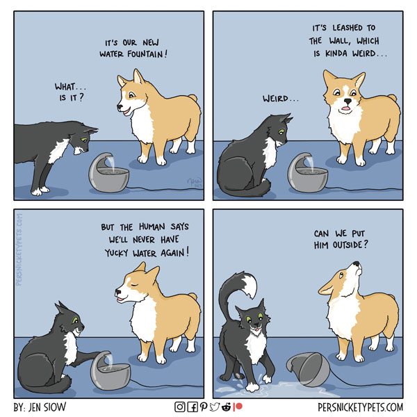 cat and waterbowls comic