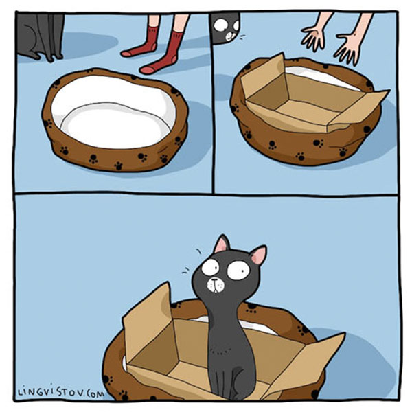 cat bed box comic