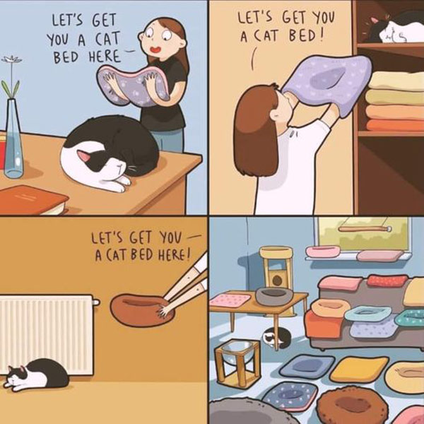 cat bed comic