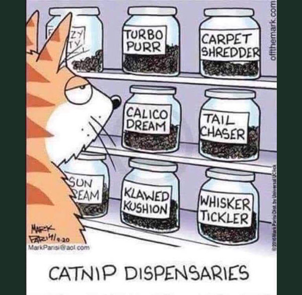 drugs cat comic