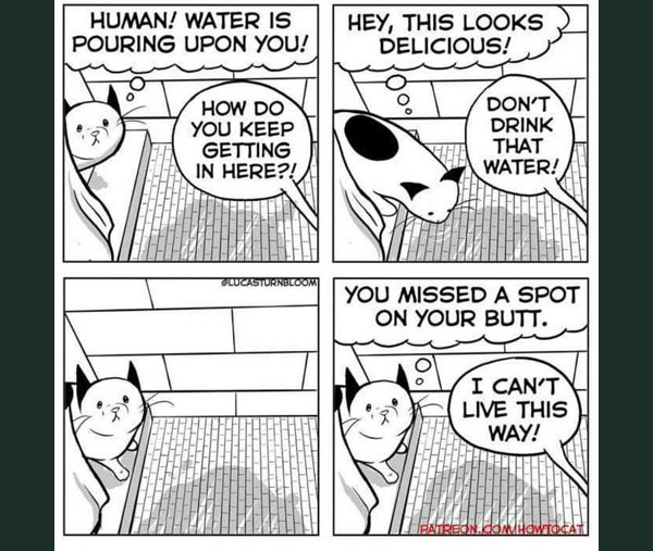 cat in shower comic
