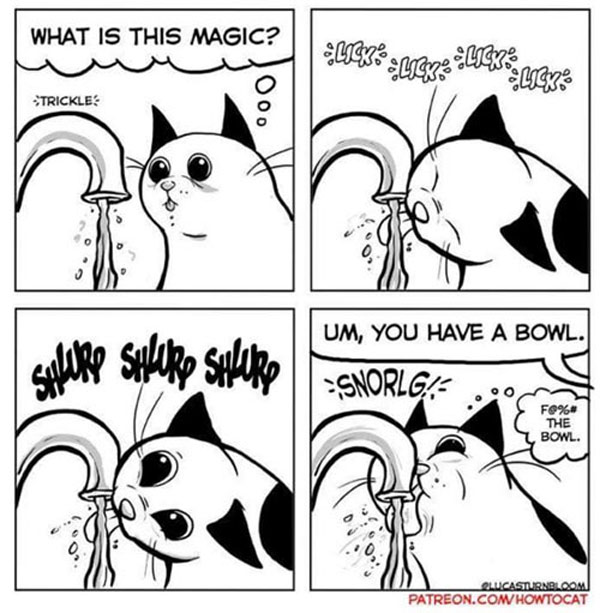 cat licks water comic