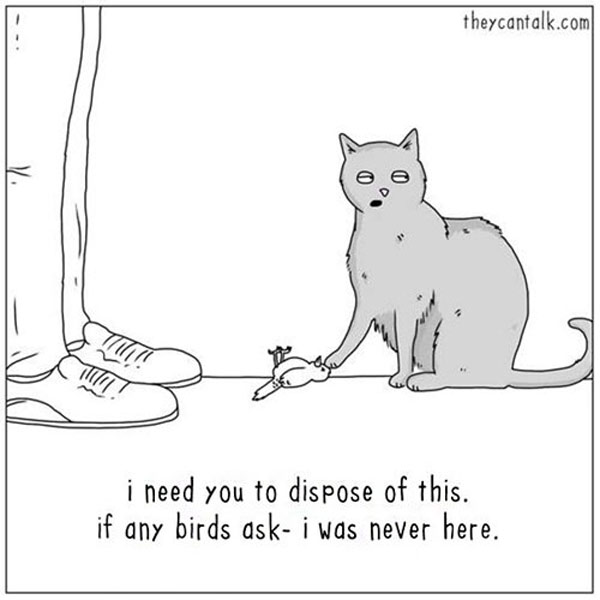 cat bird murder comic