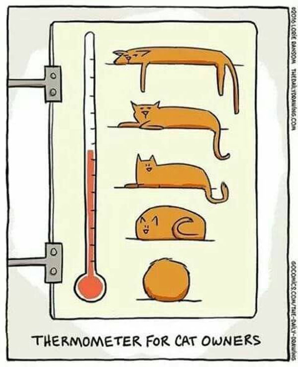 cat thermometer comic