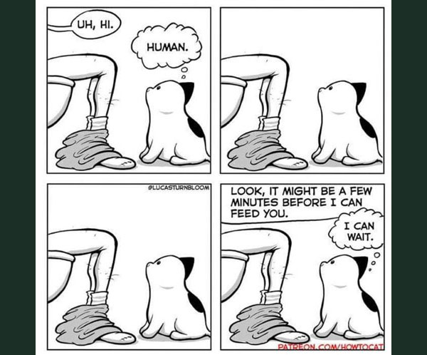 hungry cat in toilet comic