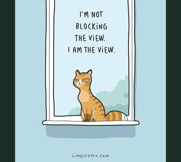 the cat is the view comic