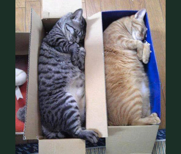 two cats asleep in boxes