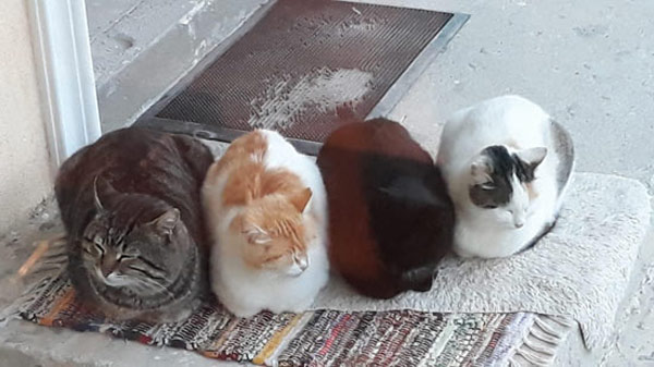 four cats side-by-side