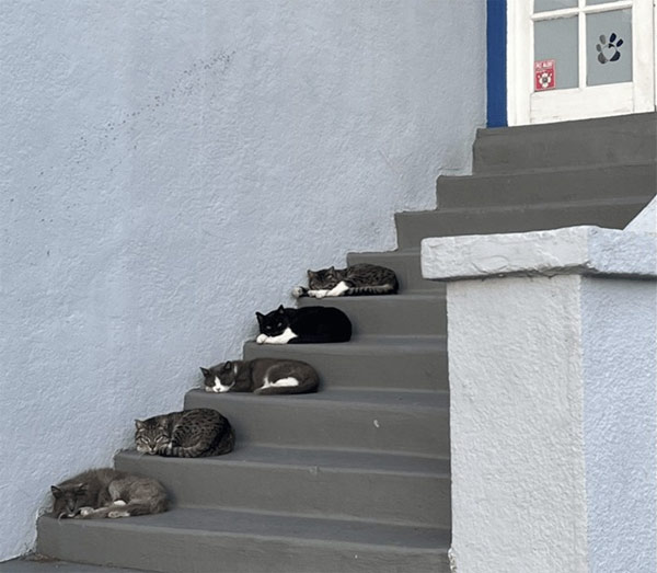 cats sleeping on steps