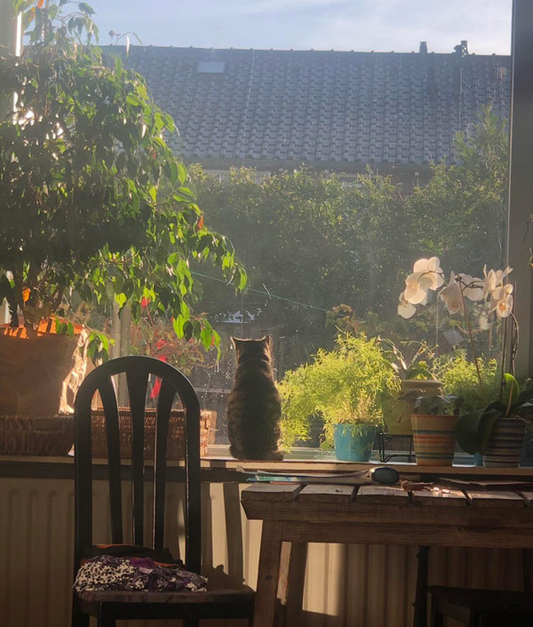 cat and the beautiful morning