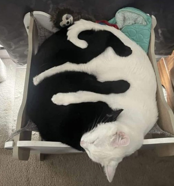 black and white kitties