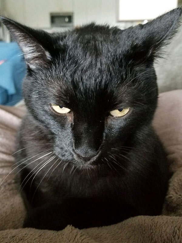 glowering black cat