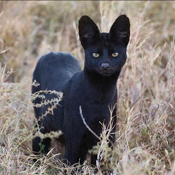 black serval cat