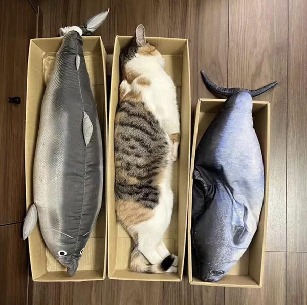 cat and fish in boxes