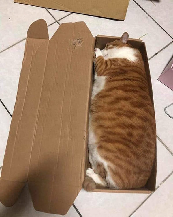 cat asleep in small box